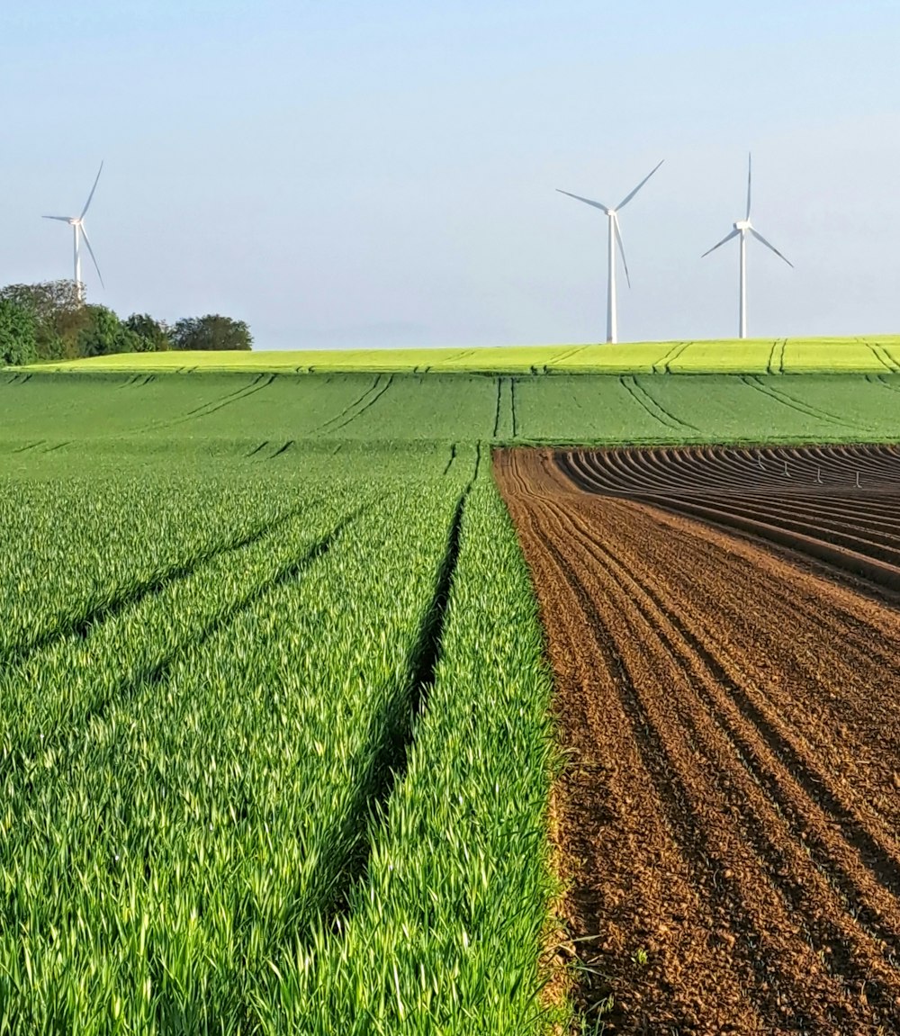 a field of green grass with wind turbines in the background