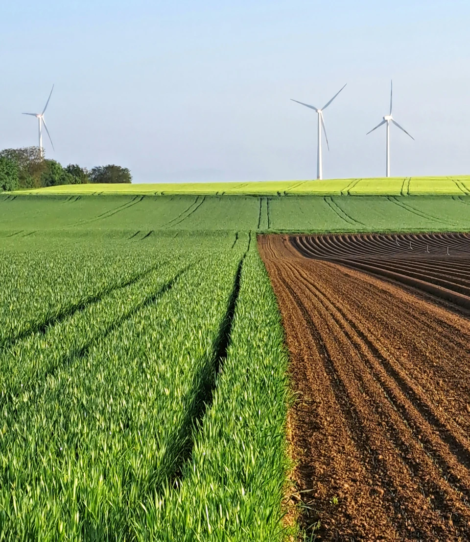Three wind turbines stand tall against a clear blue sky with lush green grass fields