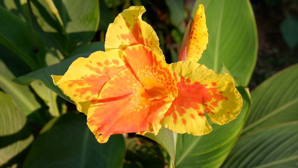 a yellow and red flower with green leaves in the background