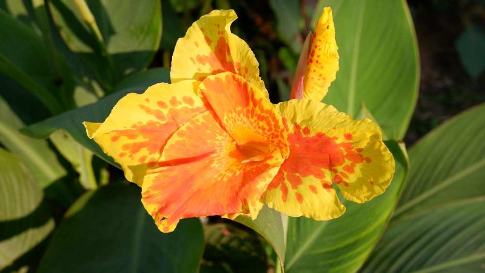 eine gelbe und rote Blume mit grünen Blättern im Hintergrund