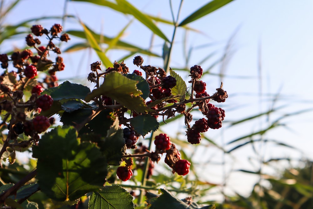 a bunch of berries hanging from a tree