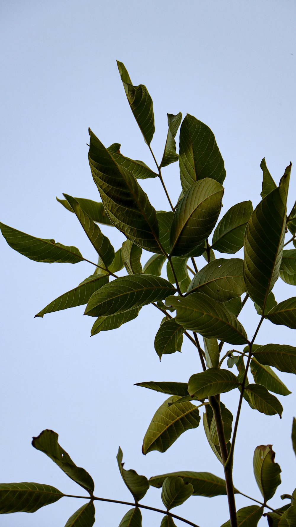 a tree branch with green leaves against a blue sky