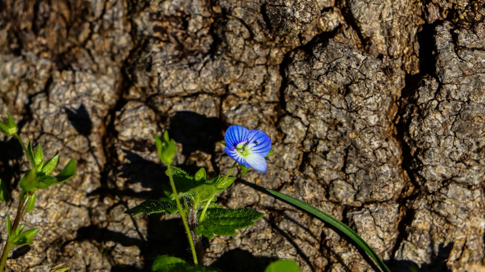 a blue flower is growing on the side of a tree