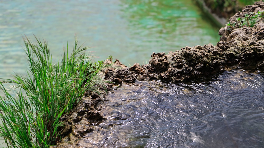 a close up of a stream of water with grass growing out of it