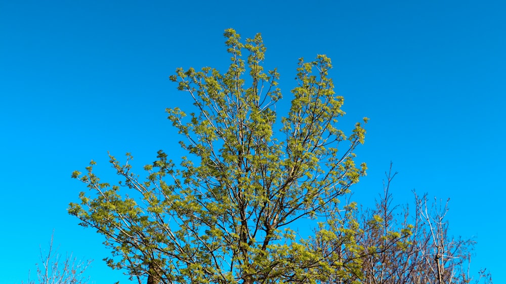 uma árvore com um céu azul no fundo