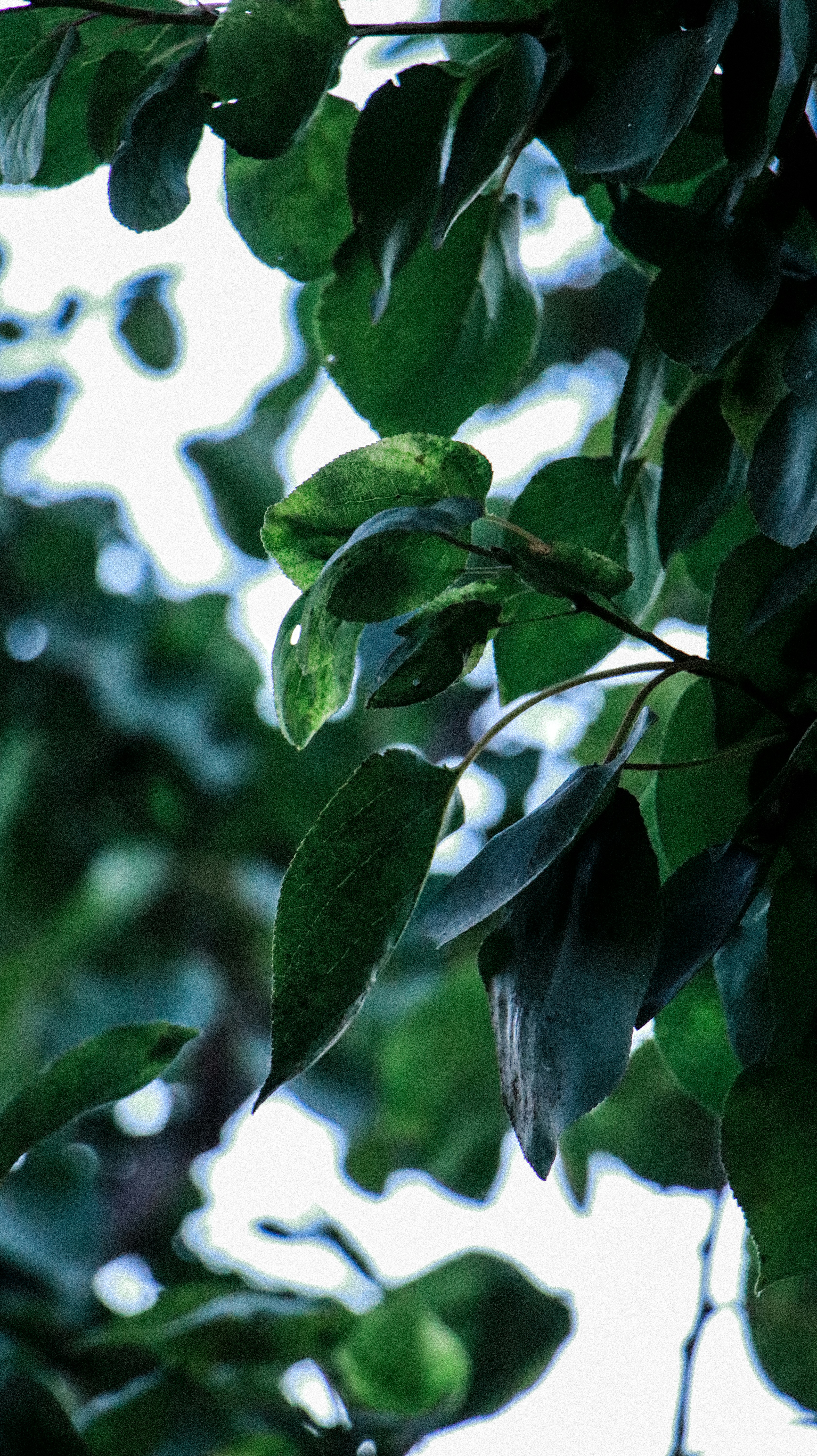 a close up of a tree branch with leaves