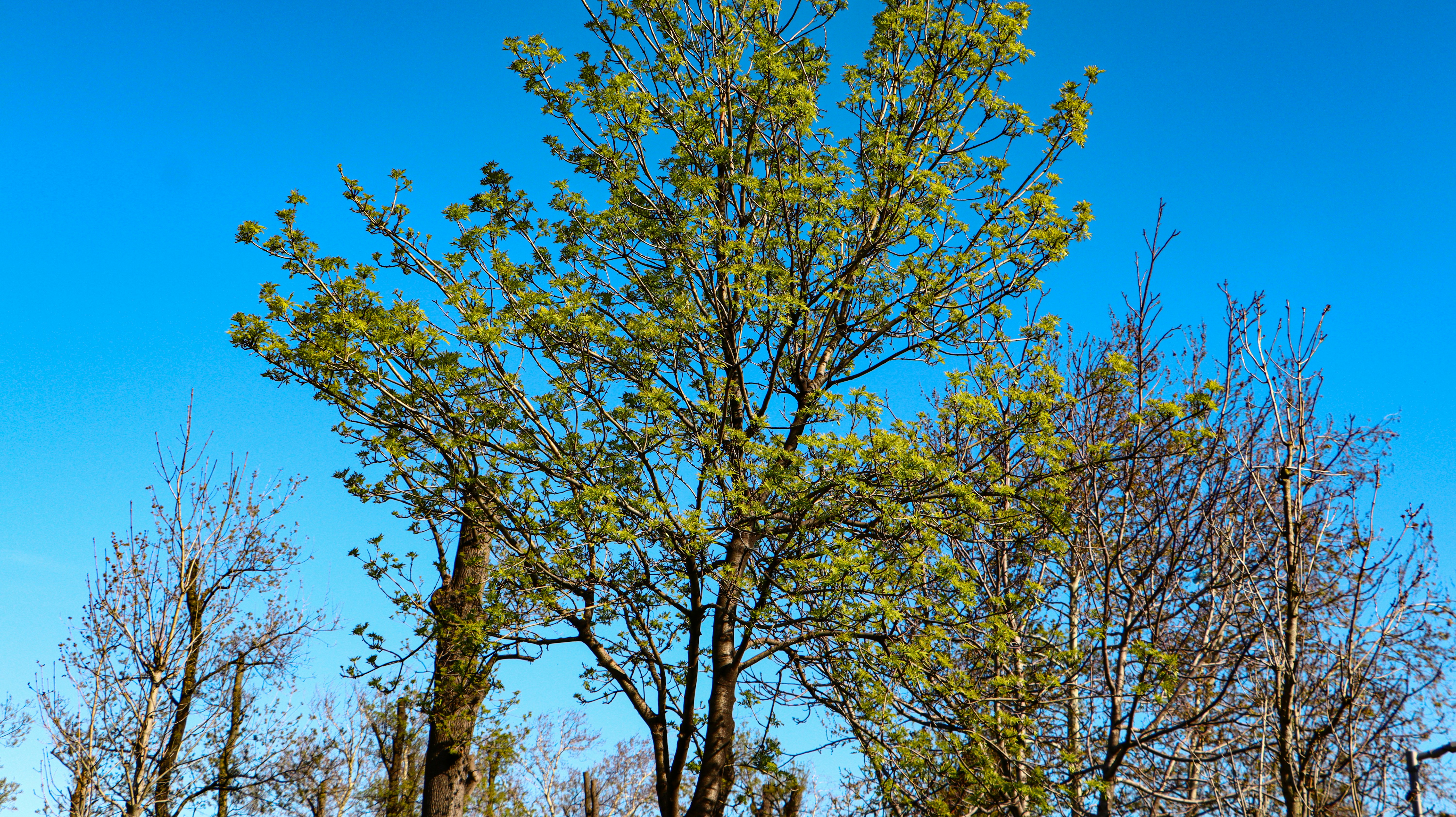 a stop sign in front of some trees