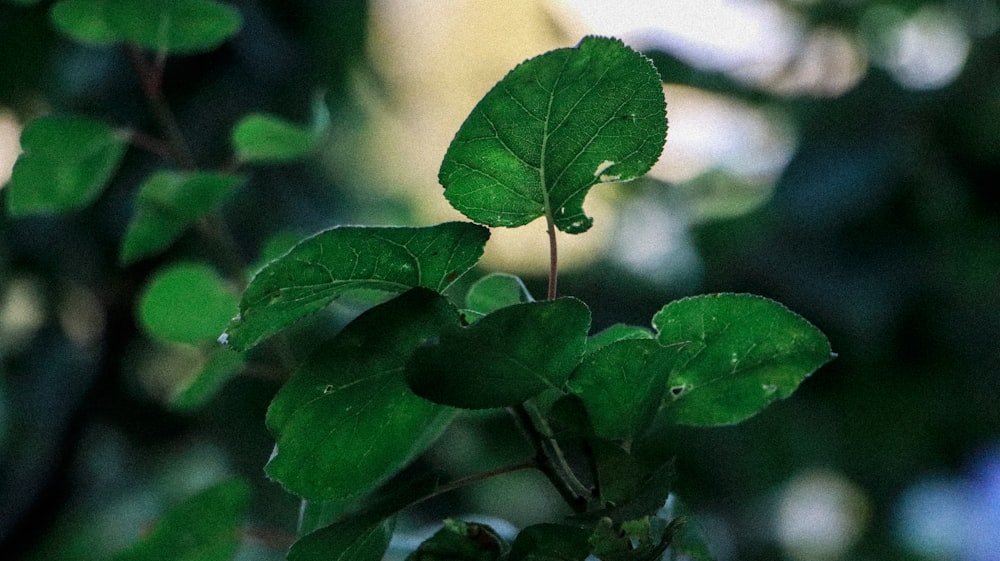 a close up of a green leaf on a tree