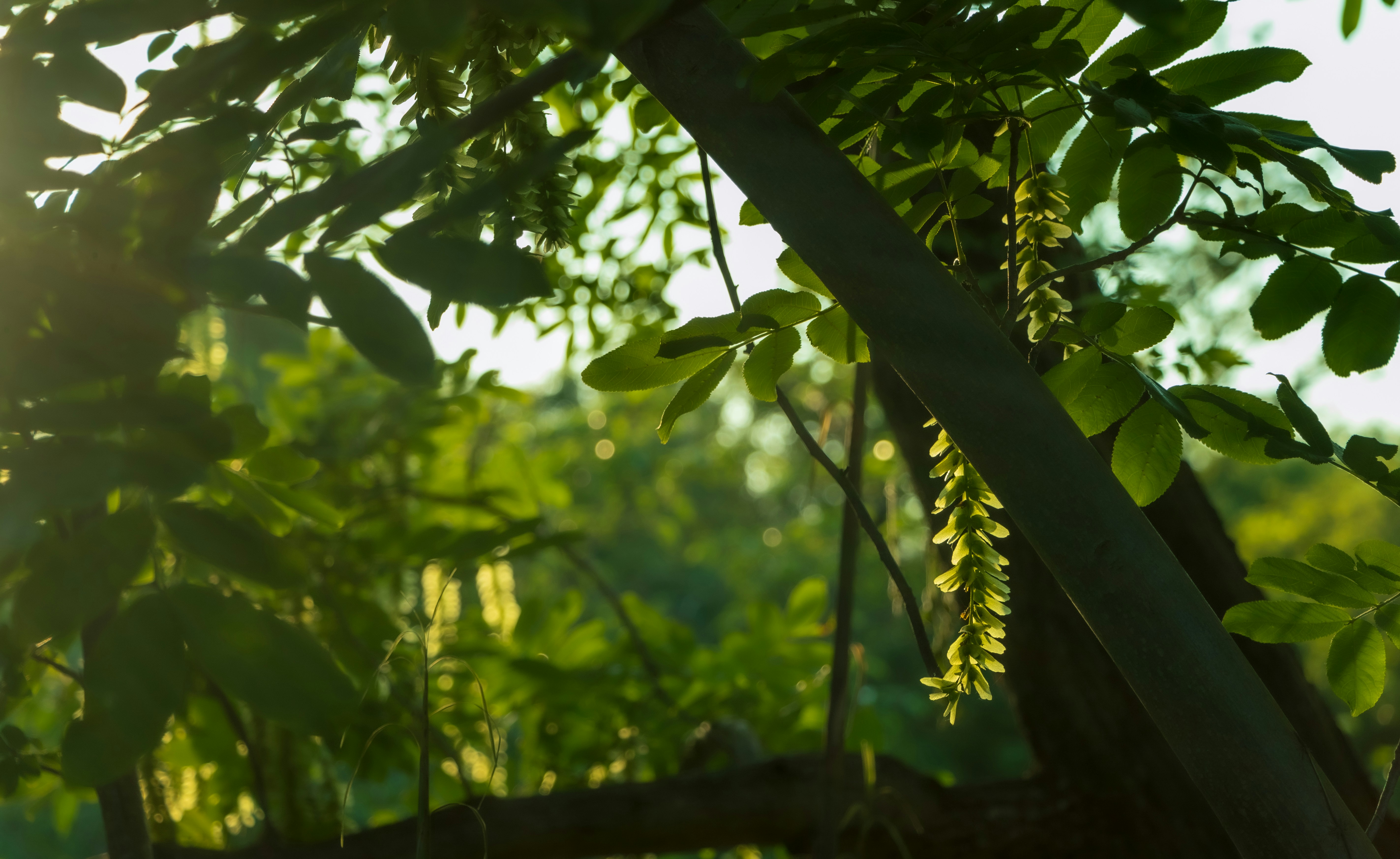 Lambda表达式(一)