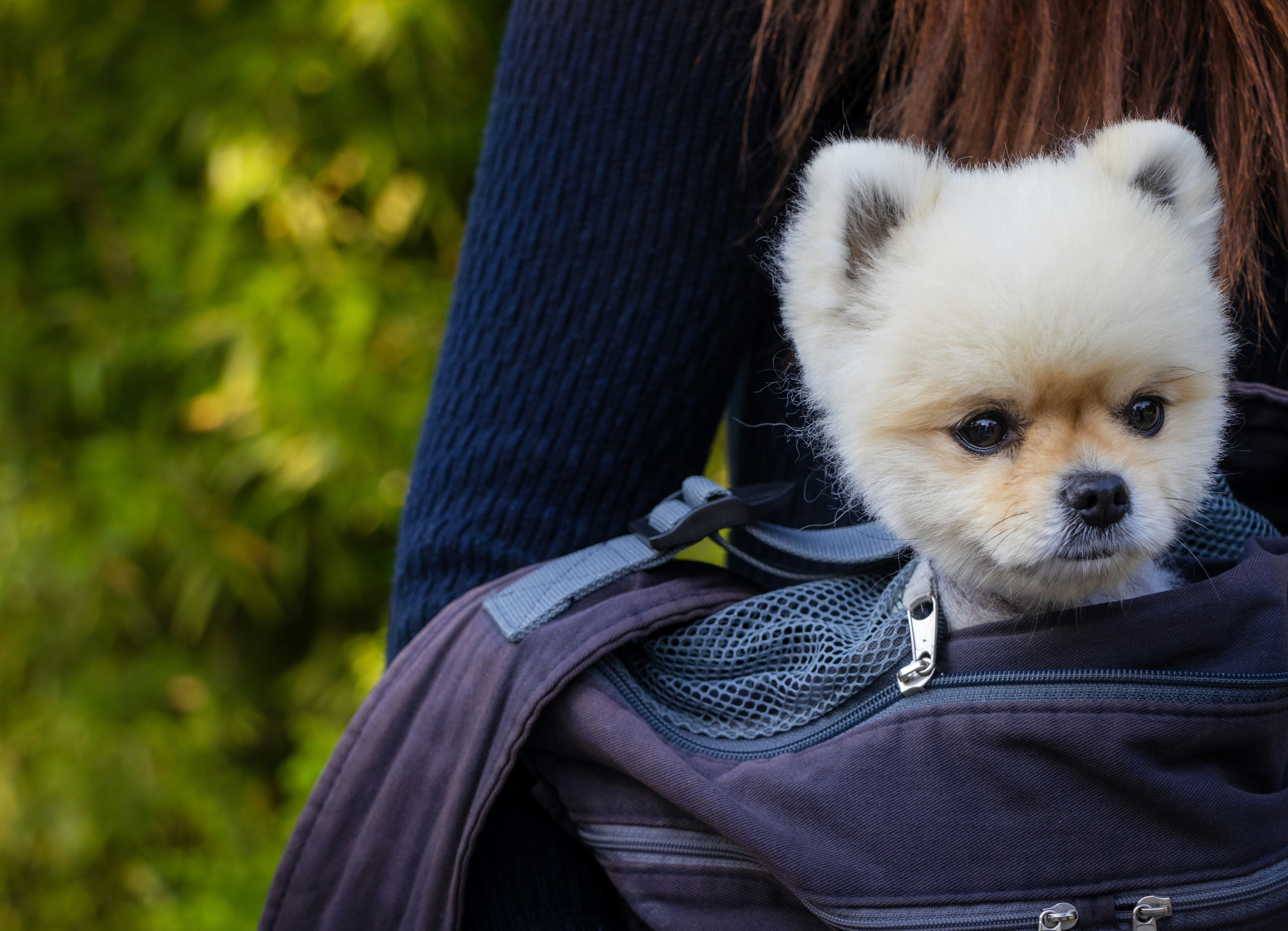 Small cream Pomeranian looking out of the zipped top of a navy soft carrier with a mesh collar, carried on a person's shoulder