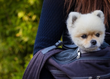 a small white dog sticking its head out of a bag