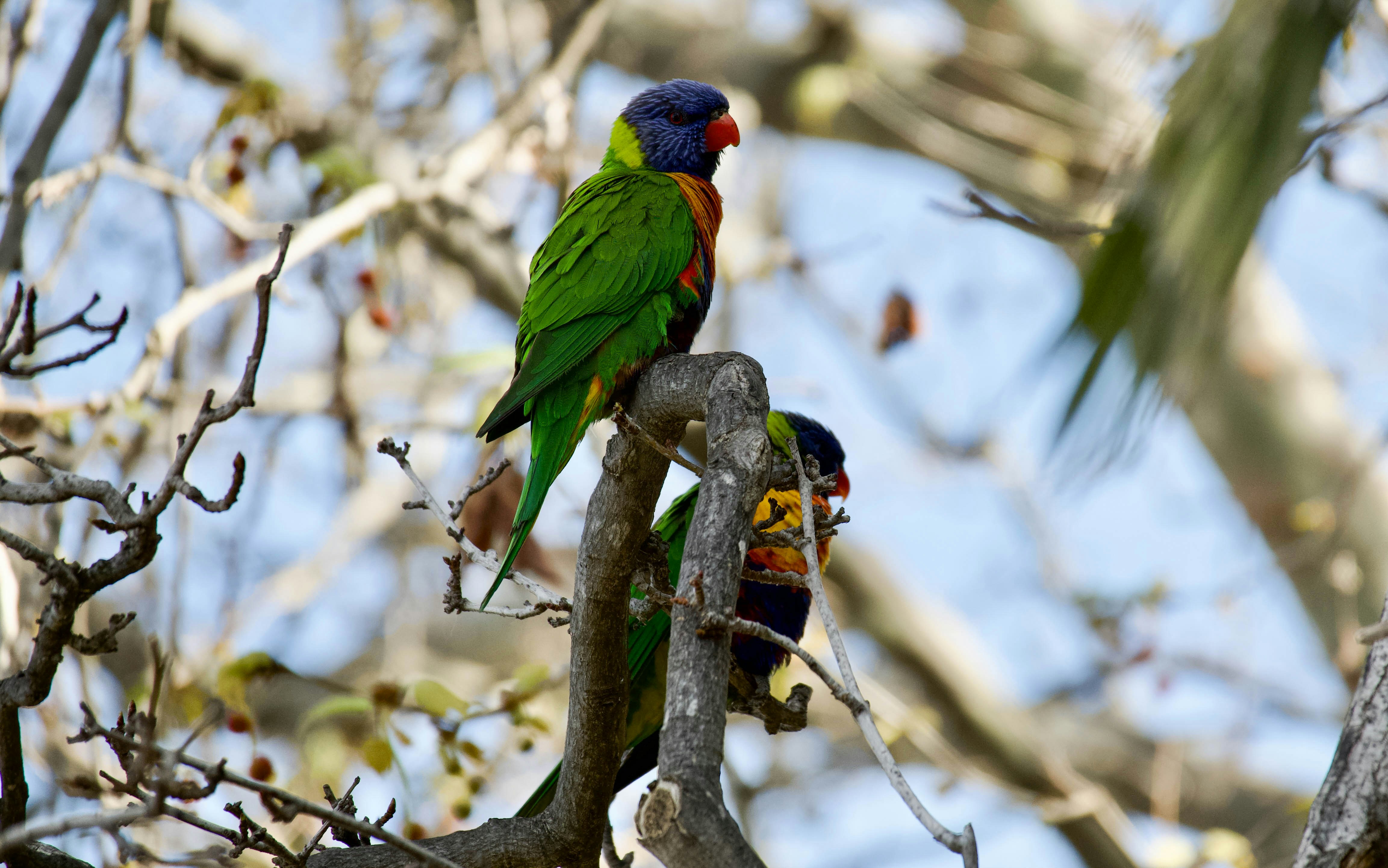 A couple of birds sitting on top of a tree branch photo – Free Animal ...