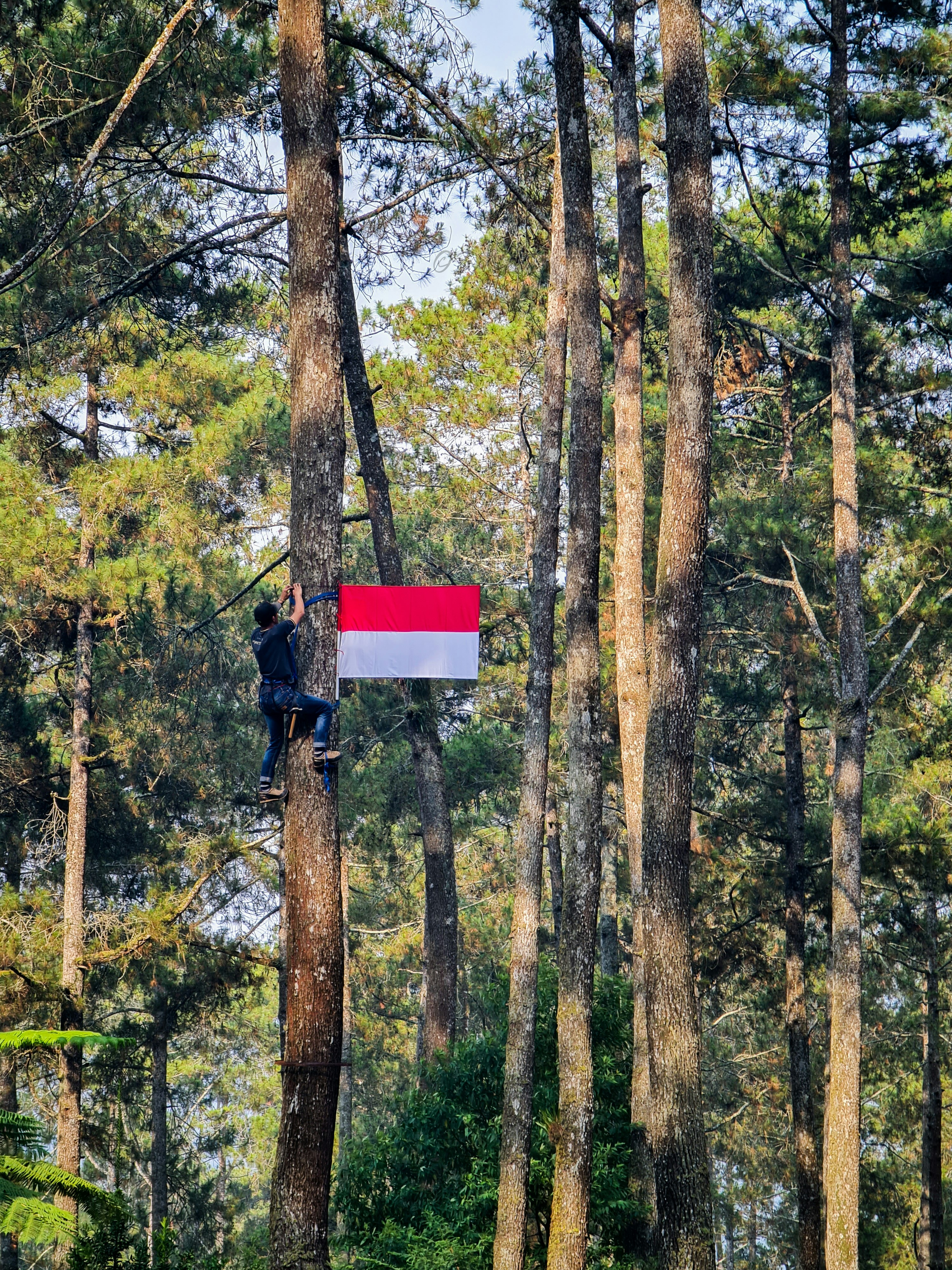 Seorang pria berdiri di atas bendera di tengah hutan