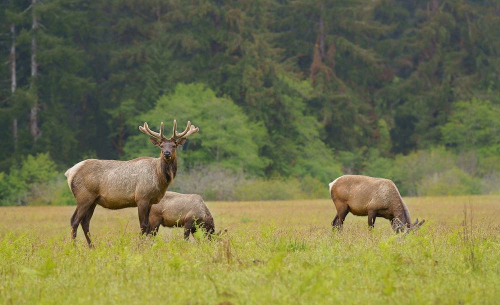 a couple of animals that are standing in the grass