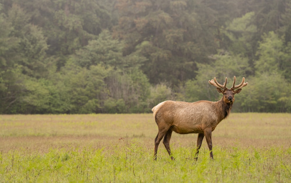 a deer standing in a field with trees in the background