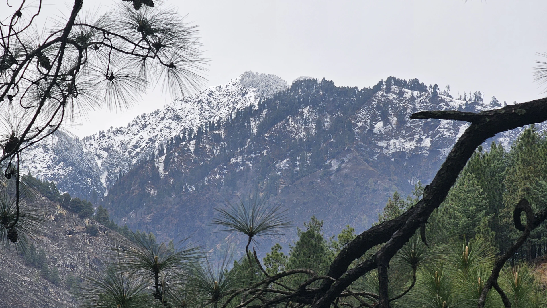 a view of a mountain range from a forest