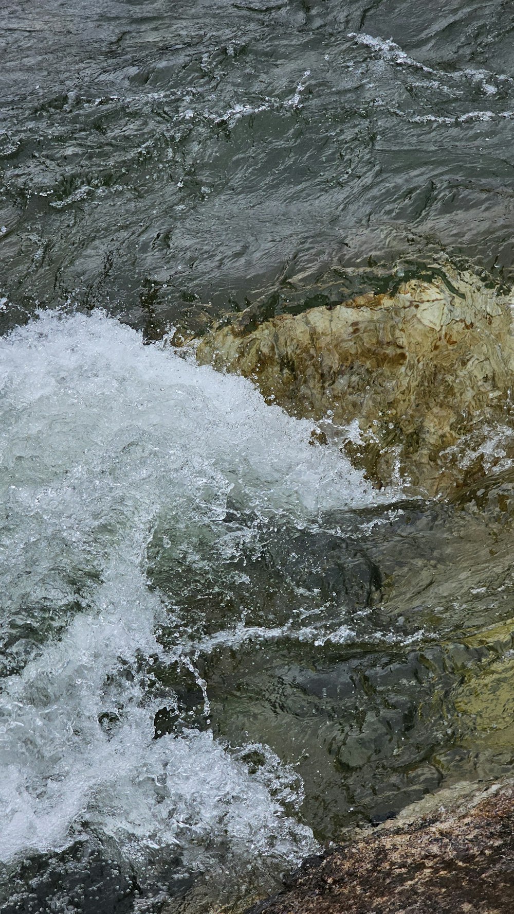 un pájaro sentado en una roca cerca de un cuerpo de agua