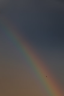 a rainbow in the sky with a bird flying by