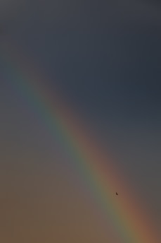 a rainbow in the sky with a bird flying by