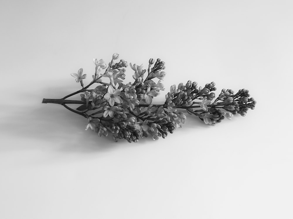 a black and white photo of a bunch of flowers