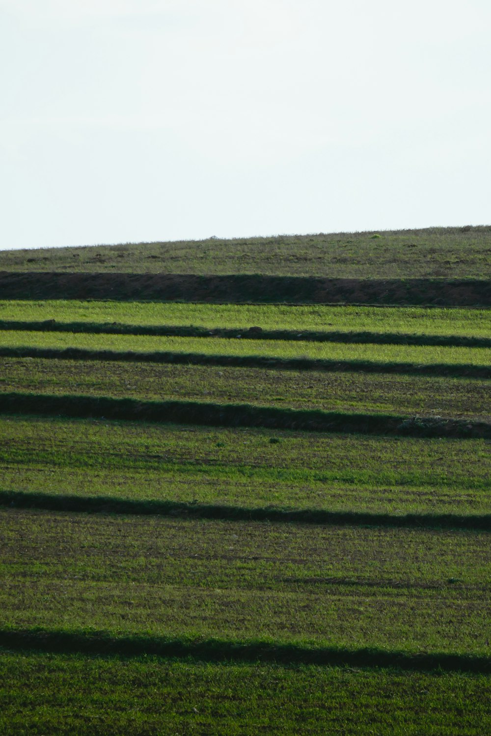 a lone horse standing in a field of green grass