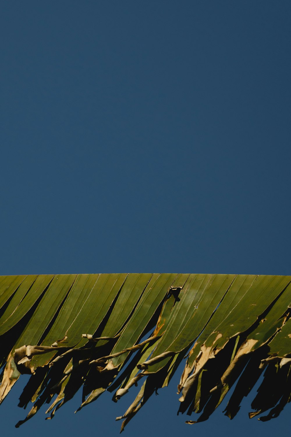 a bird is perched on top of a palm leaf