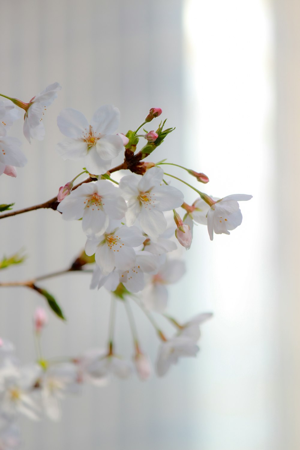 a close up of a branch with white flowers