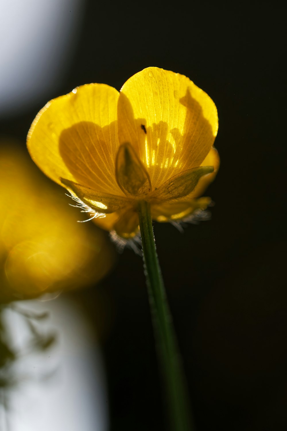 a close up of a yellow flower with a blurry background