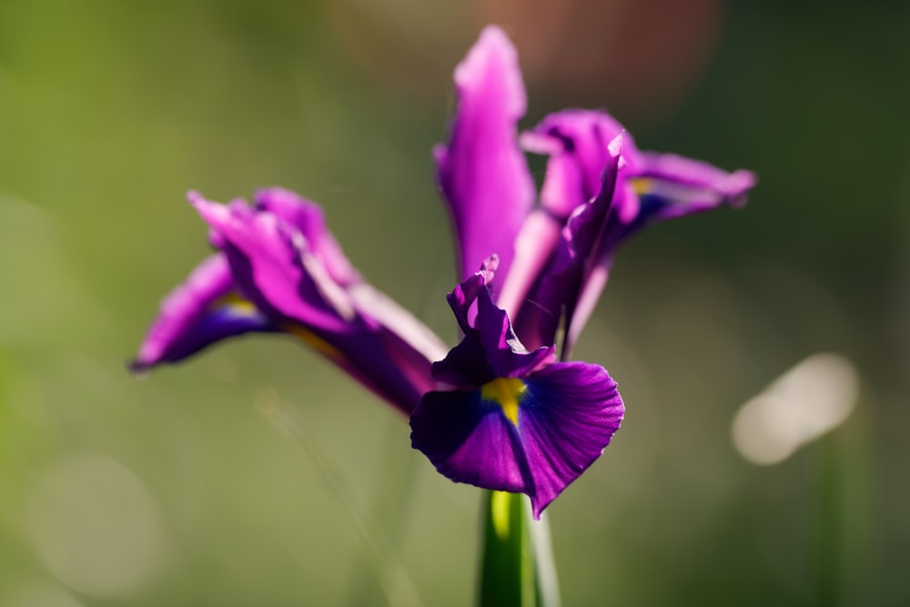 a close up of a purple flower with a blurry background