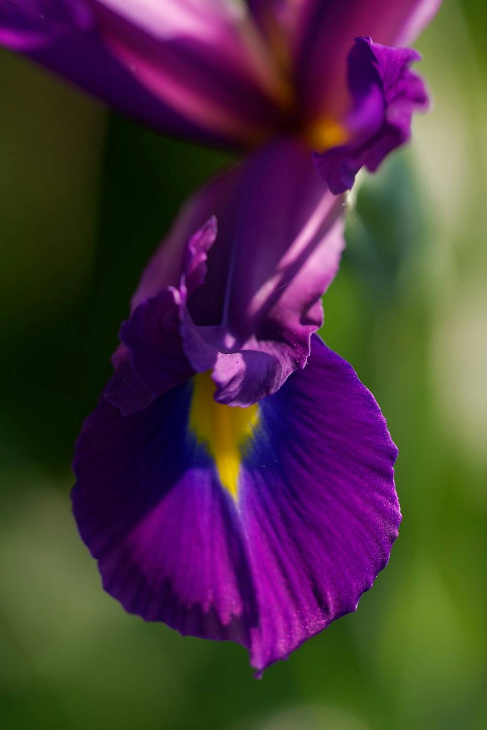 a close up of a purple flower with a green background