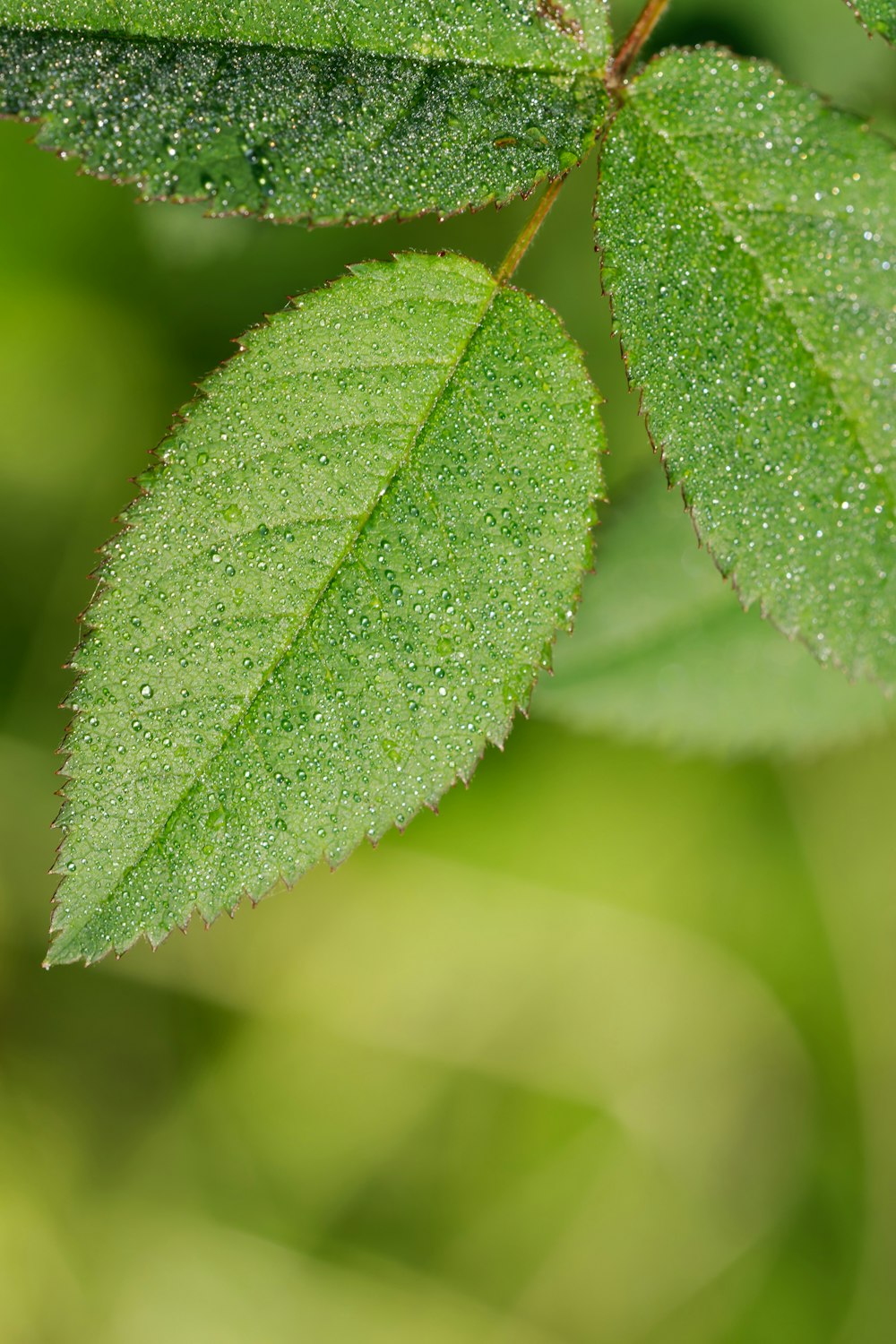 a green leaf with drops of water on it