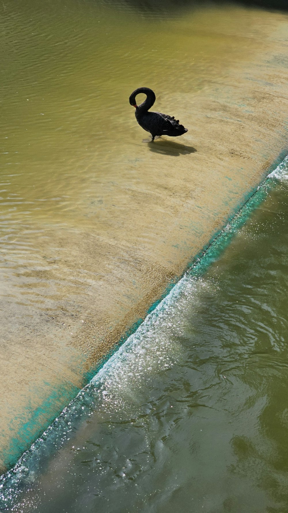a black bird standing on the edge of a body of water