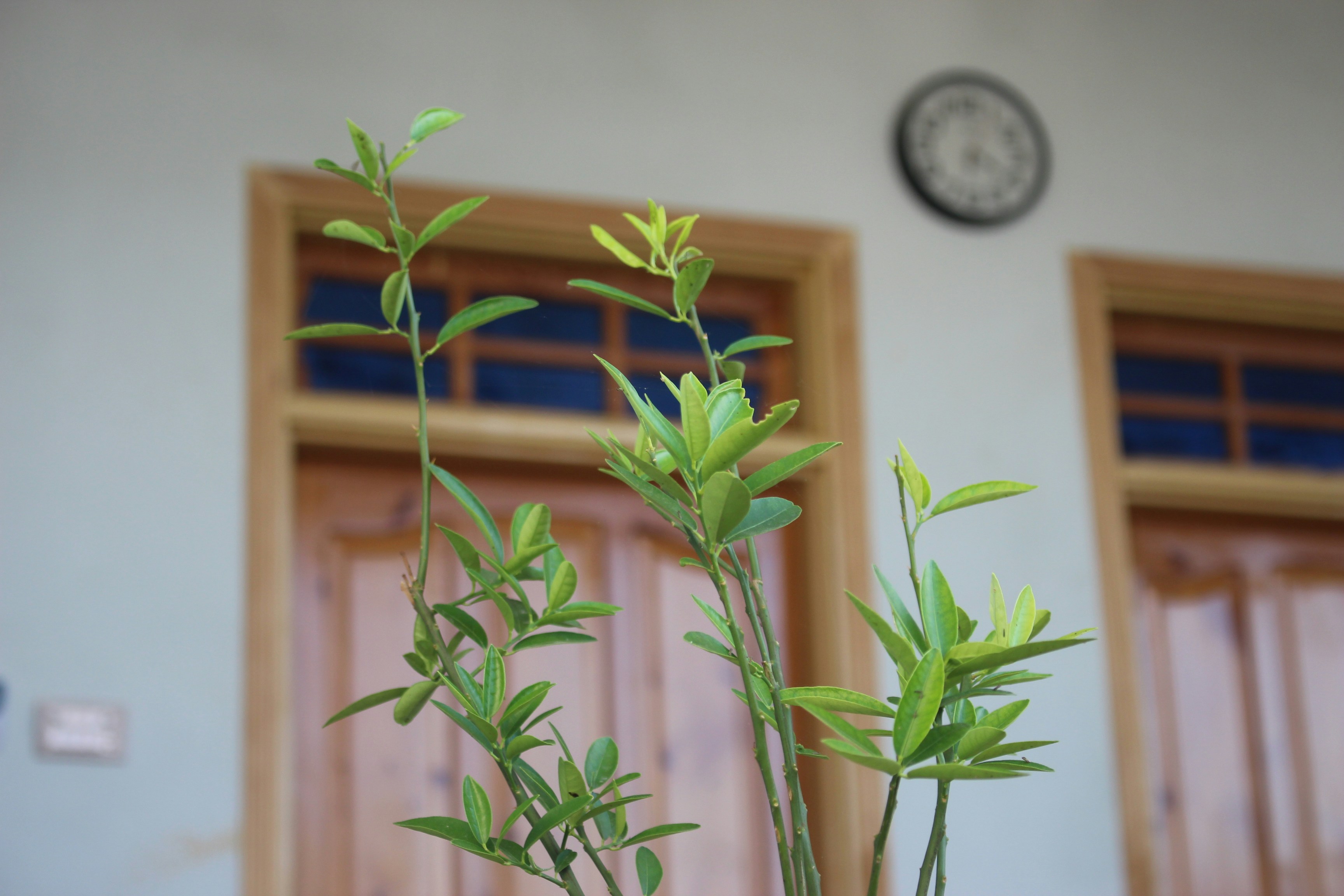 Microgreens Growing Global Market Growth Trends