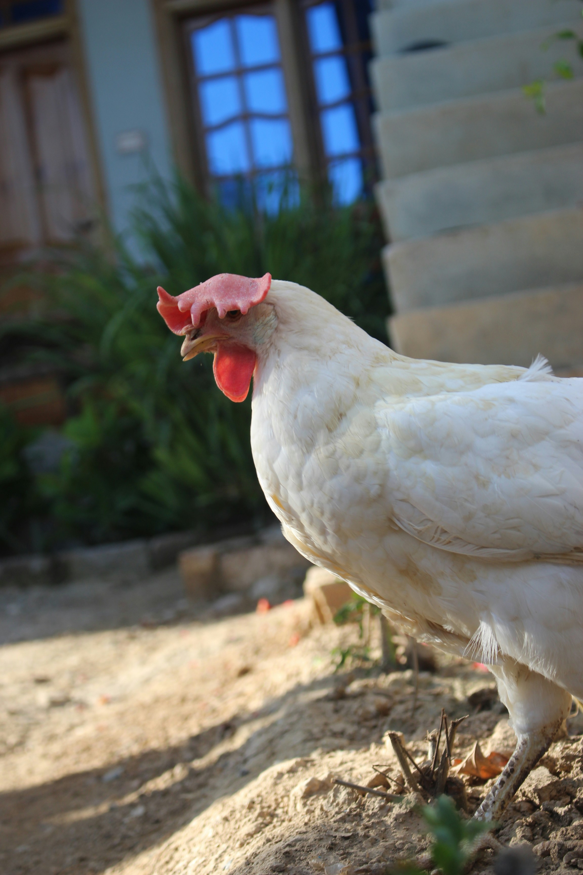 a close up of a chicken on a dirt ground