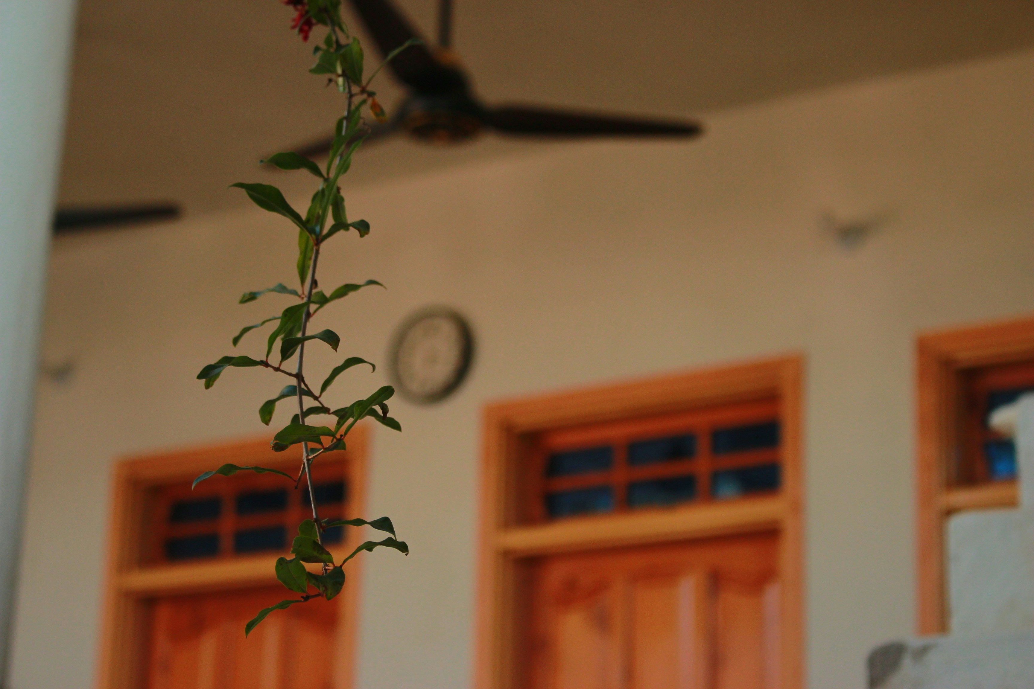 a plant is growing in front of two doors