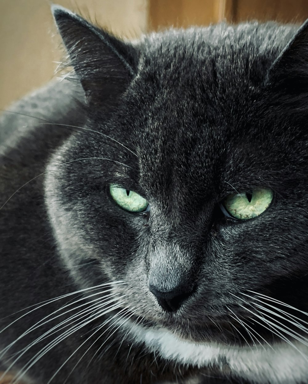 un gros plan d’un chat aux yeux verts
