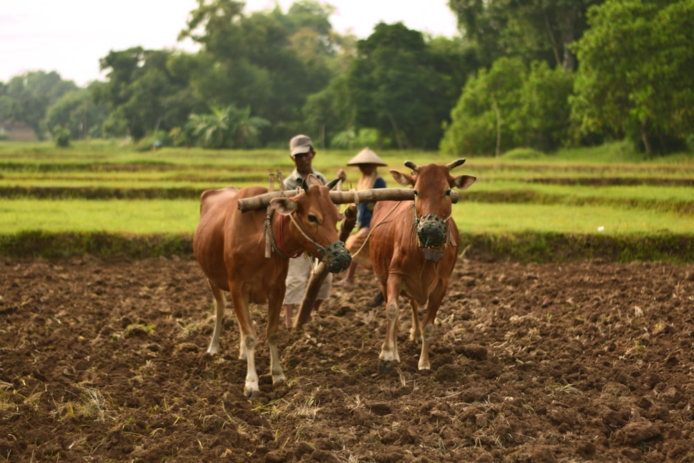 a couple of brown cows standing on top of a field