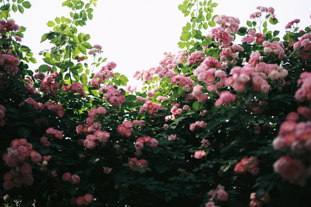 a bush of pink flowers with green leaves