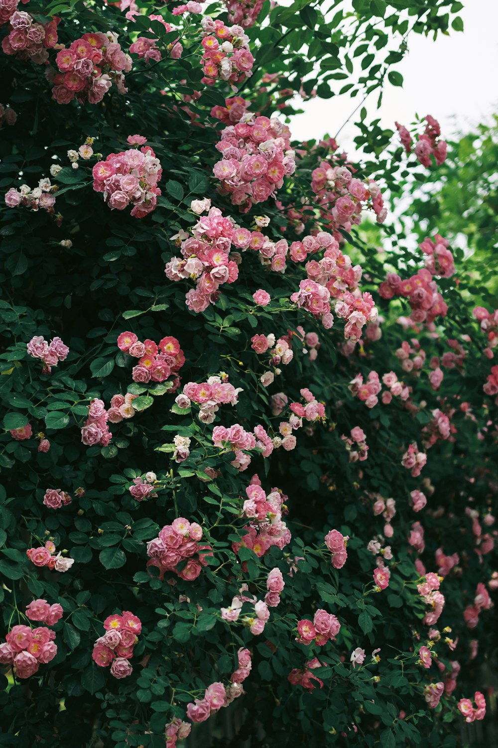 a bunch of pink flowers growing on a tree