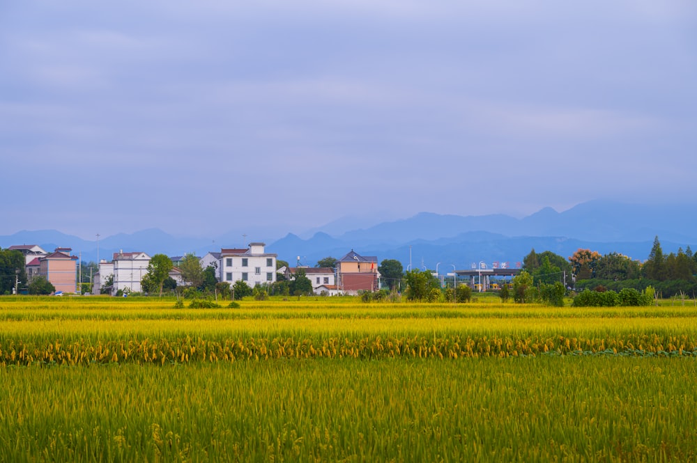 a large field of green grass with houses in the background