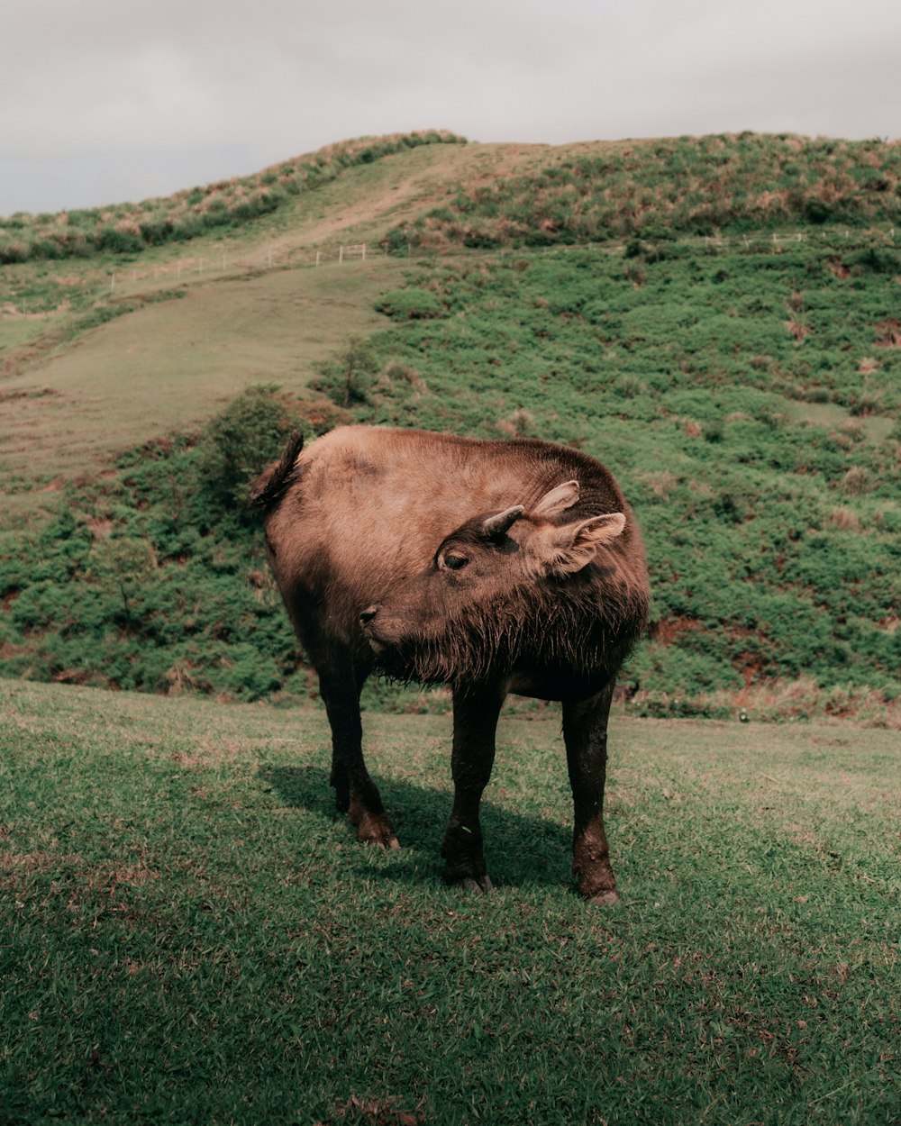 a brown animal standing on top of a lush green hillside