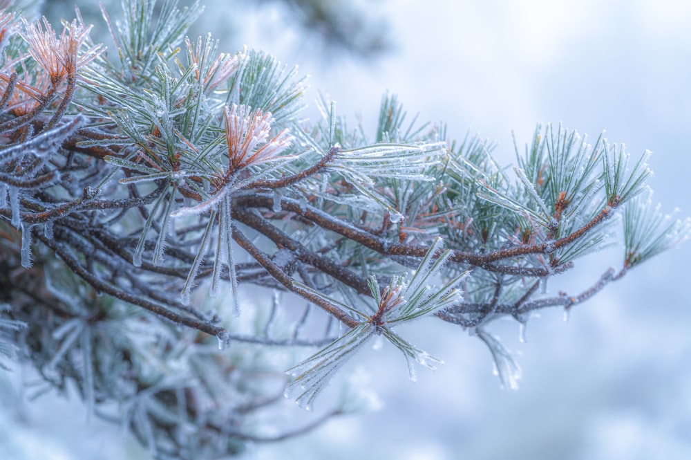 a close up of a pine tree with ice on it