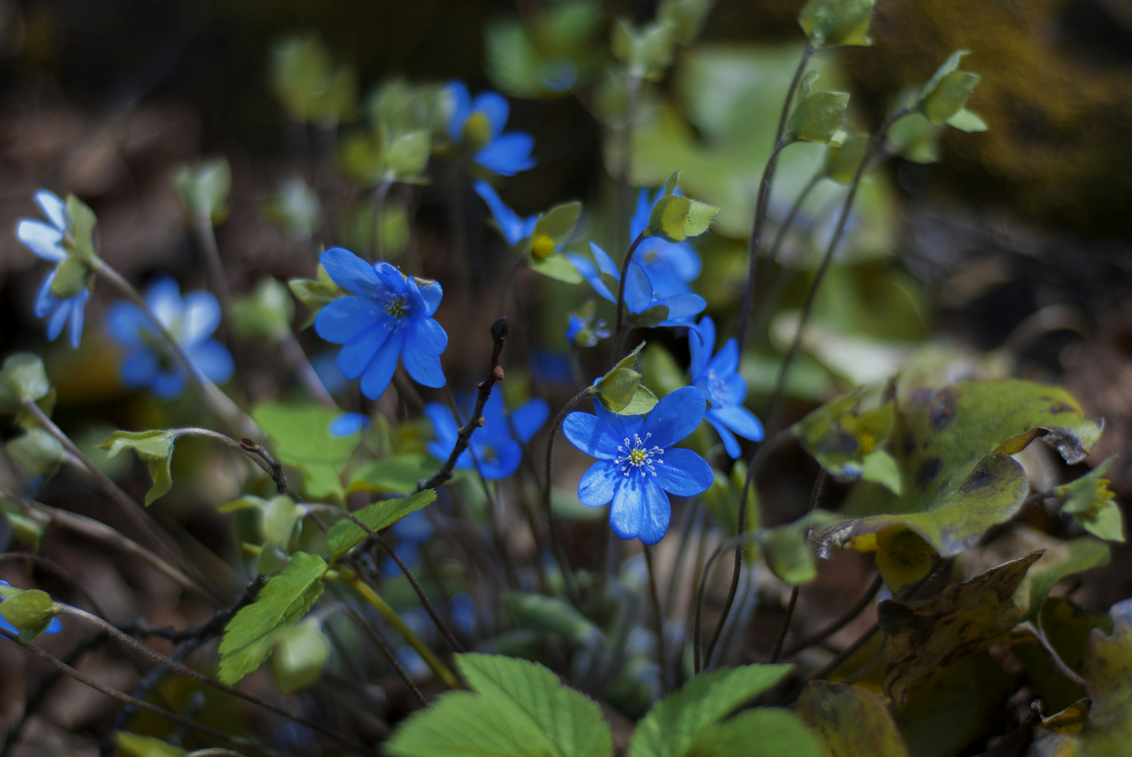 Photo by kovalskihelga