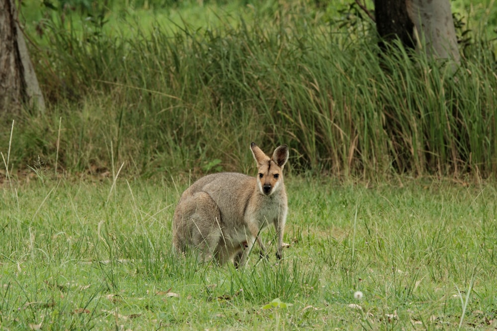 a kangaroo standing in the grass near some trees