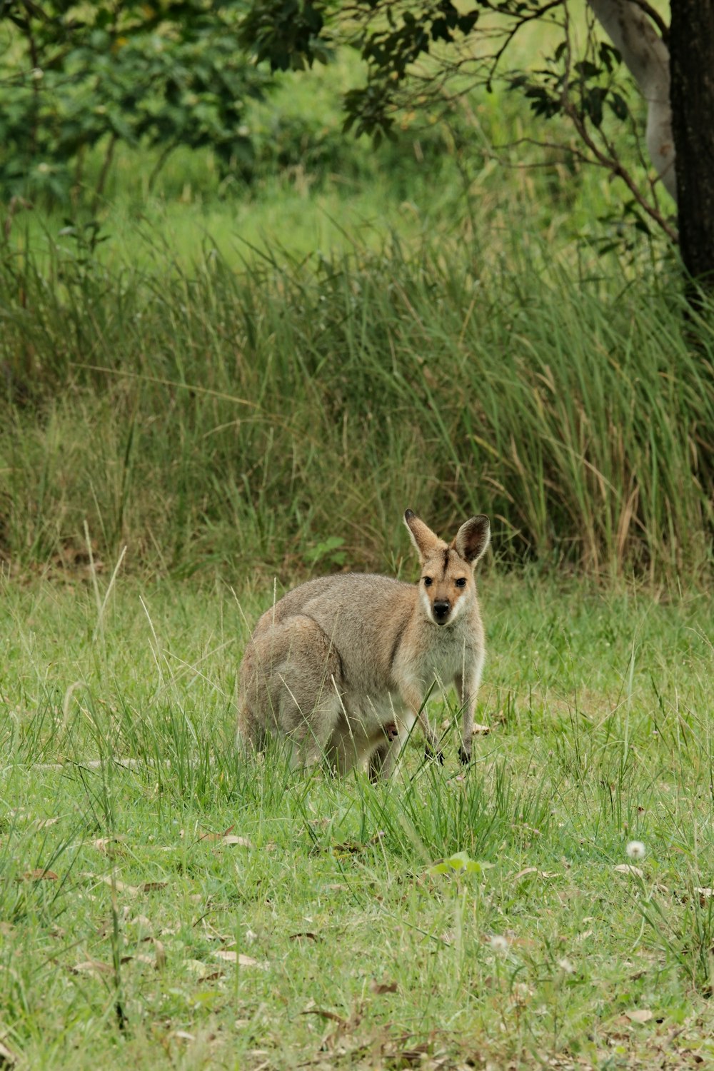 a kangaroo standing in a grassy field next to a tree