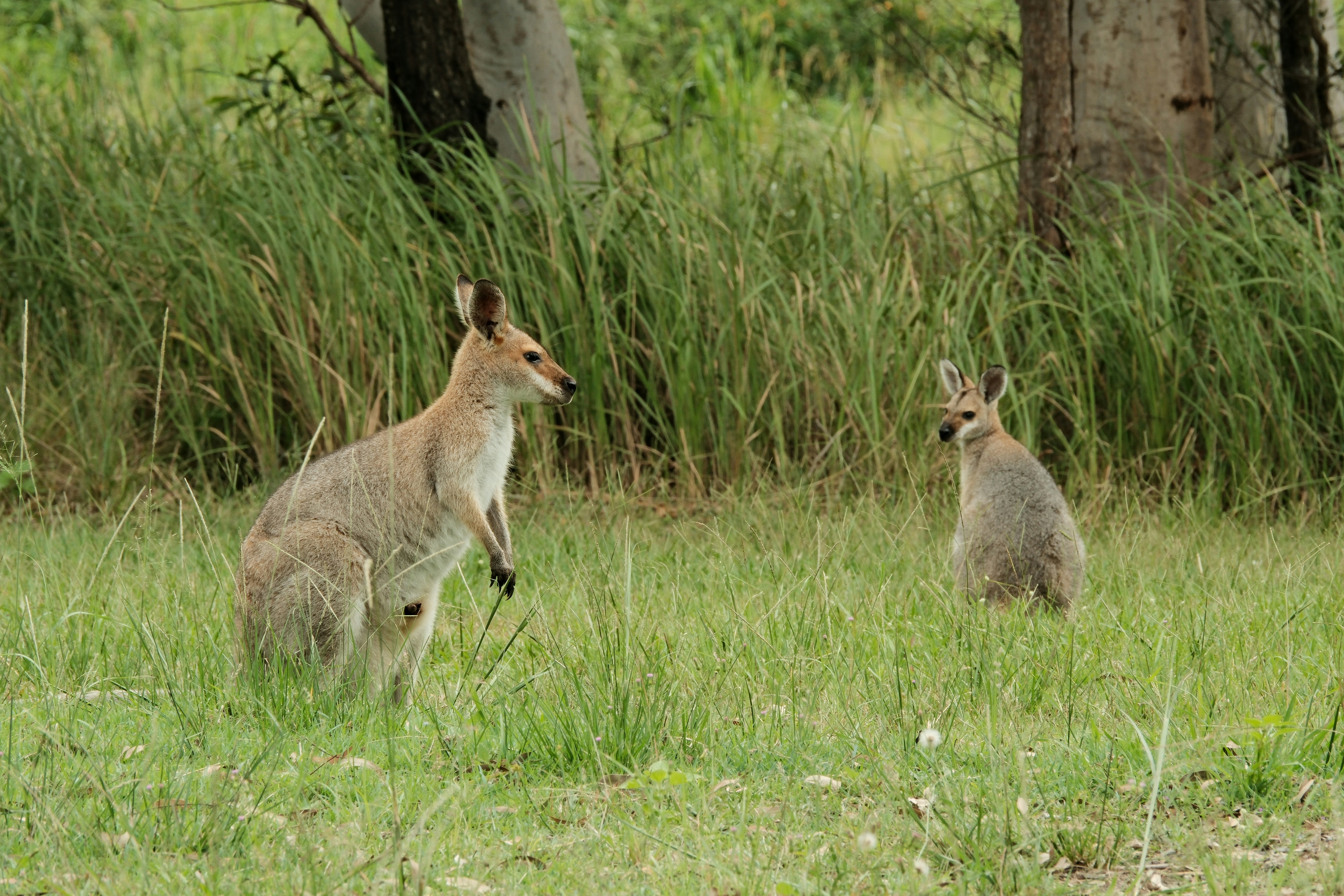 Kangaroos grazing near the campground at dawn