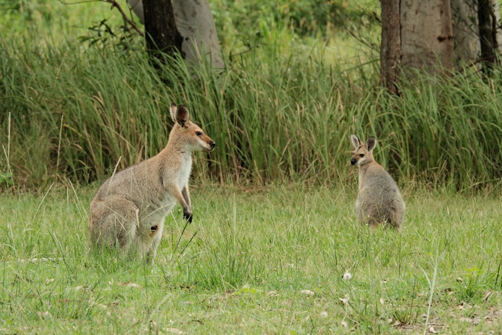 a couple of kangaroos that are standing in the grass