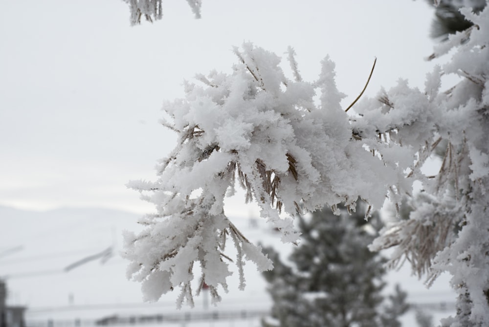 a snow covered tree branch in a snowy field