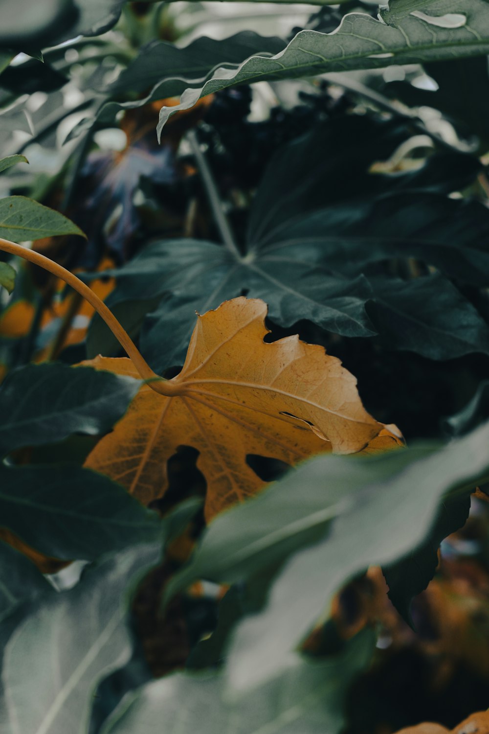 a close up of a leaf on a plant