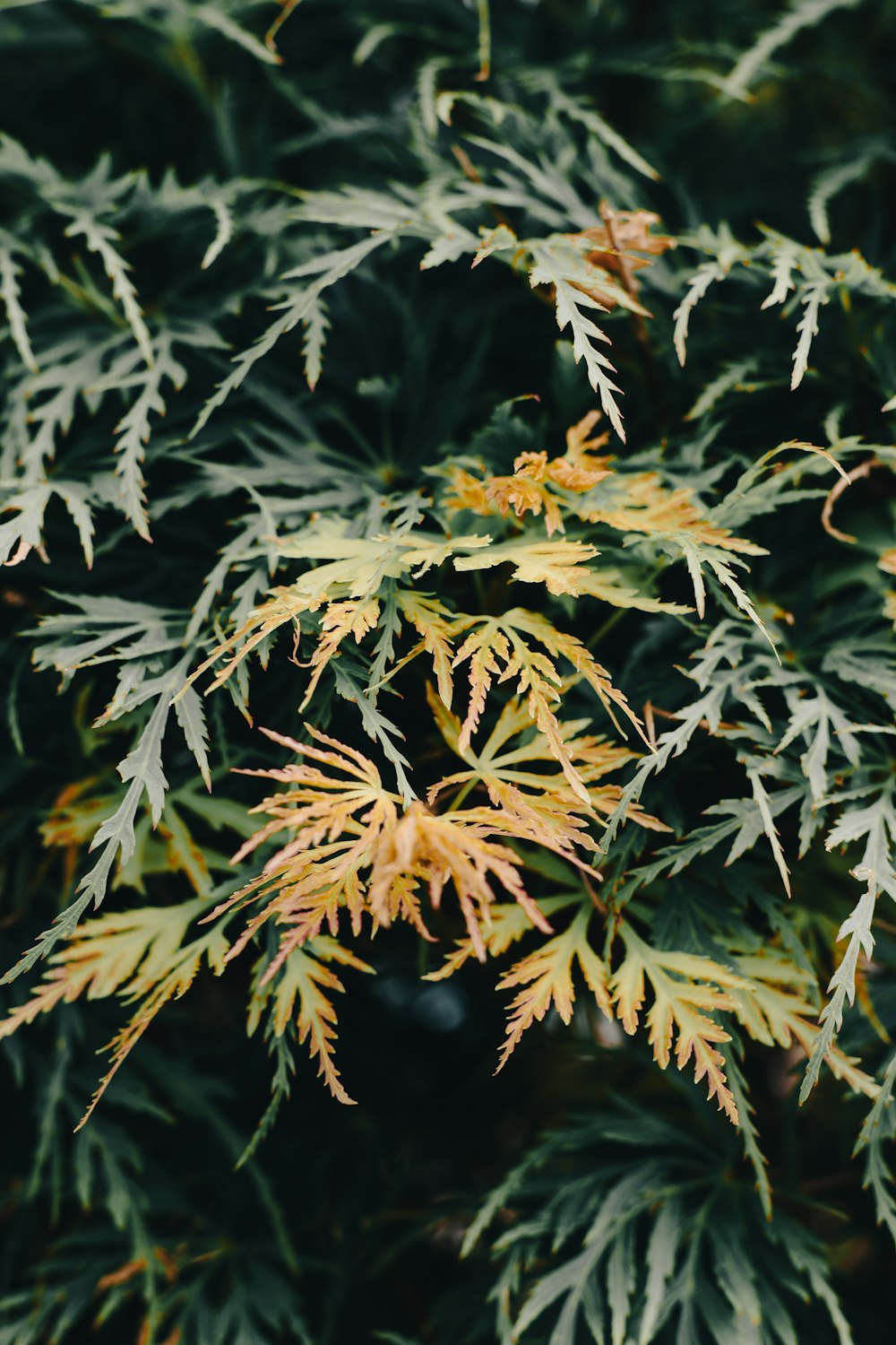 a close up of a tree with yellow leaves